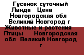 Гусенок суточный Линда › Цена ­ 450 - Новгородская обл., Великий Новгород г. Животные и растения » Птицы   . Новгородская обл.,Великий Новгород г.